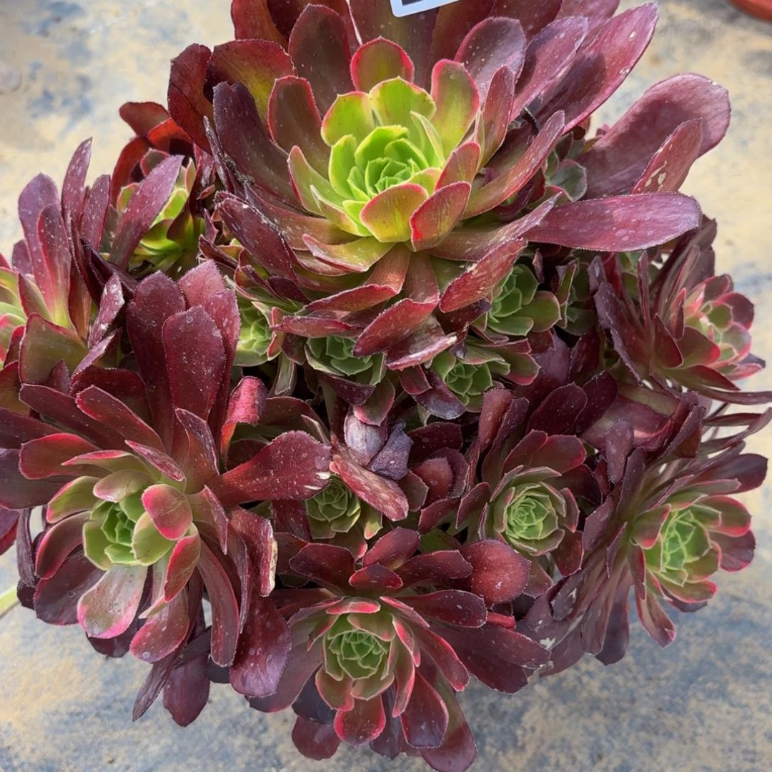 无花朵199多肉植物捧花的