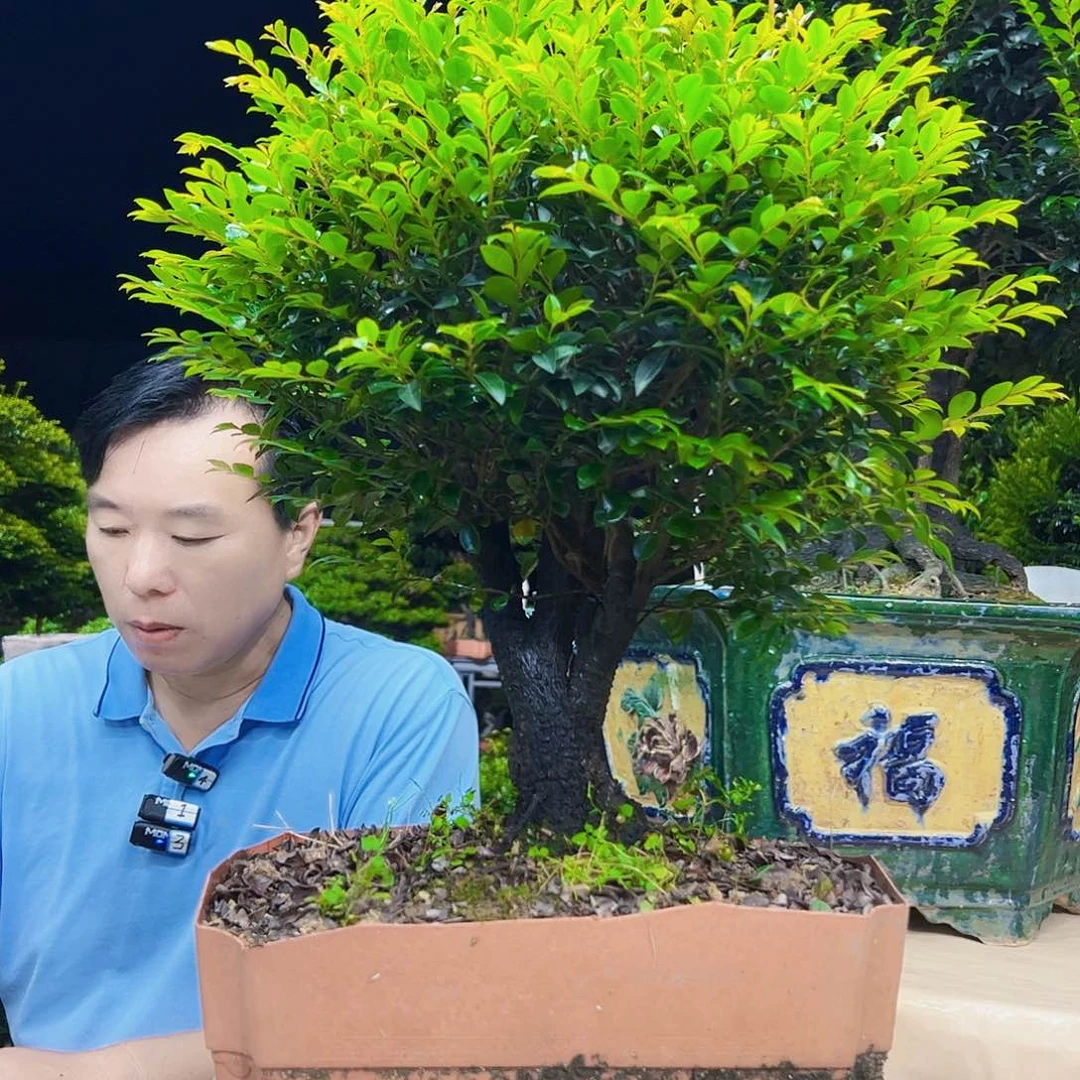 无花朵卫*秀明园艺秀明国艺