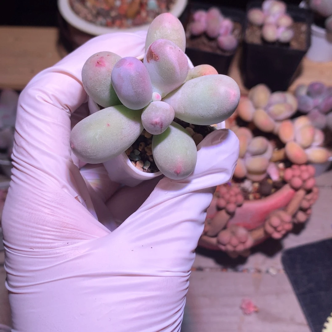 米可奶，米可奶酪多肉