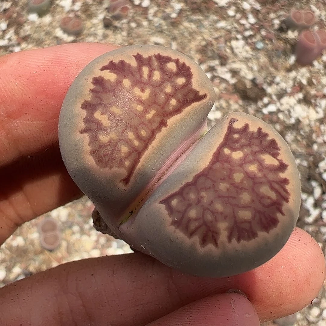 p**y1486福利11111111111