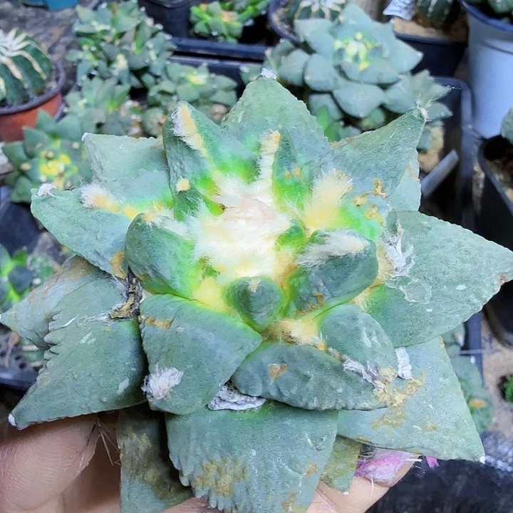 无花朵557白肌龙牙怒涛