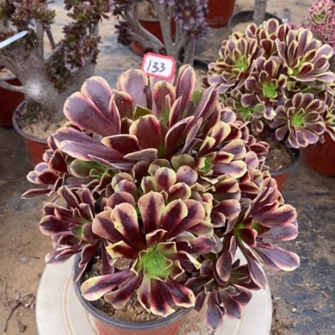 欧嘉莉捧花一物一拍