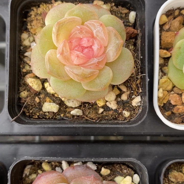 1007 多肉 多肉 12.24