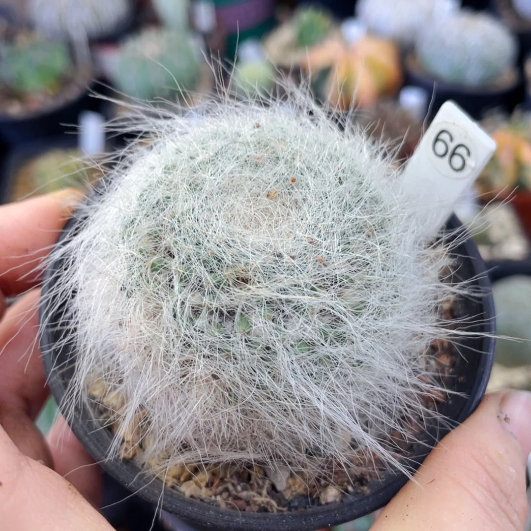 盆5公分满25包邮裸根发货