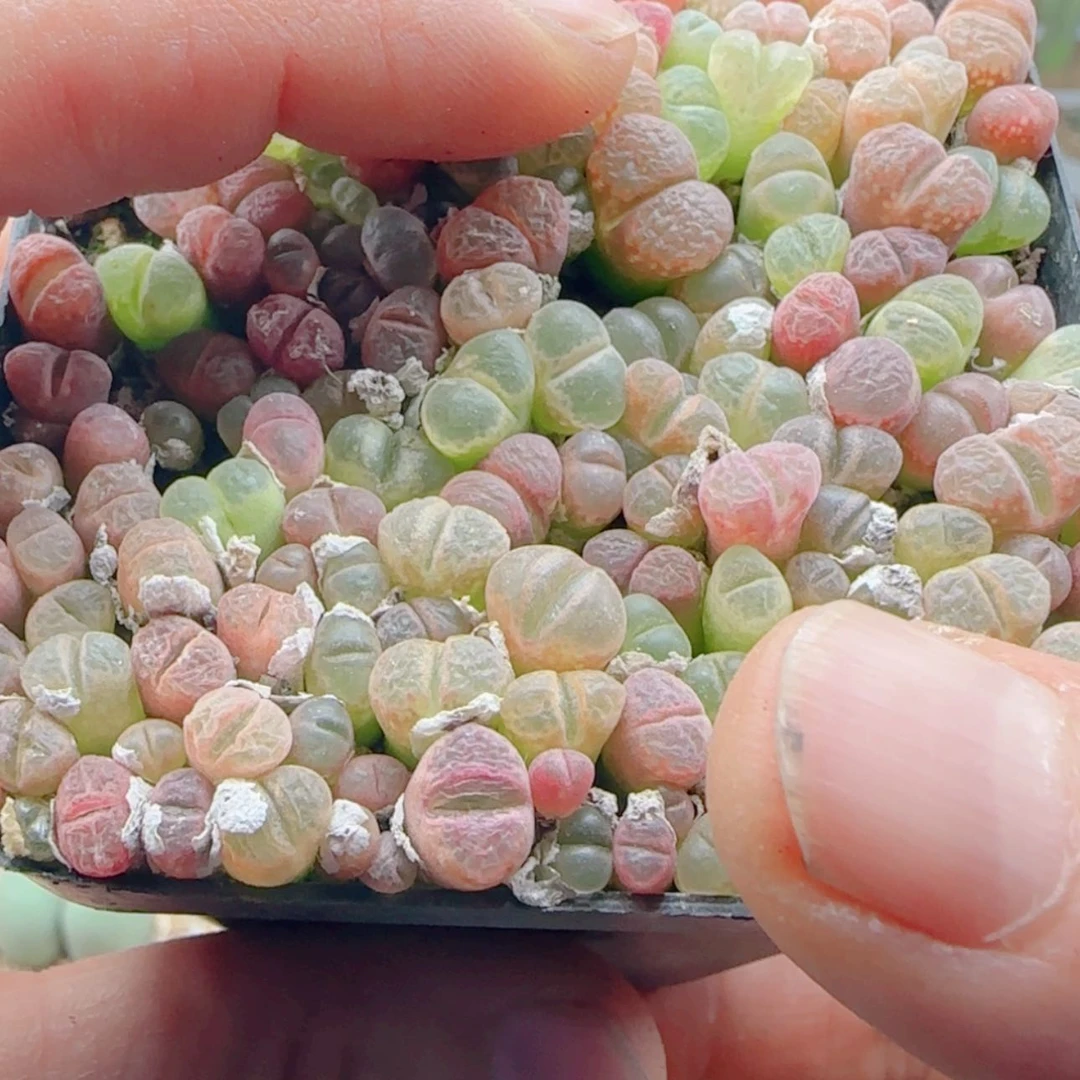 【闪购商品】露*21487