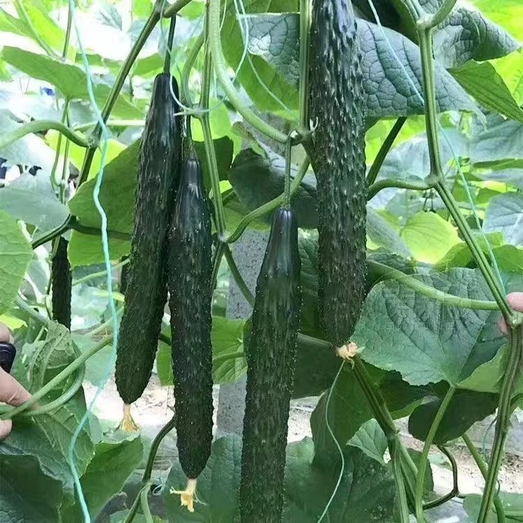 老品种大黄瓜苗带土发货
