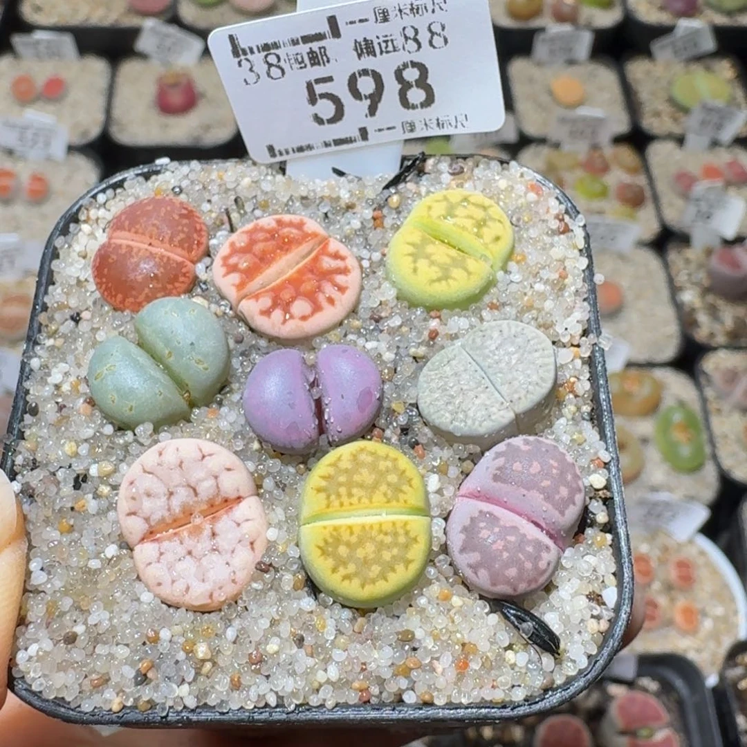 Sss精品清仓价598