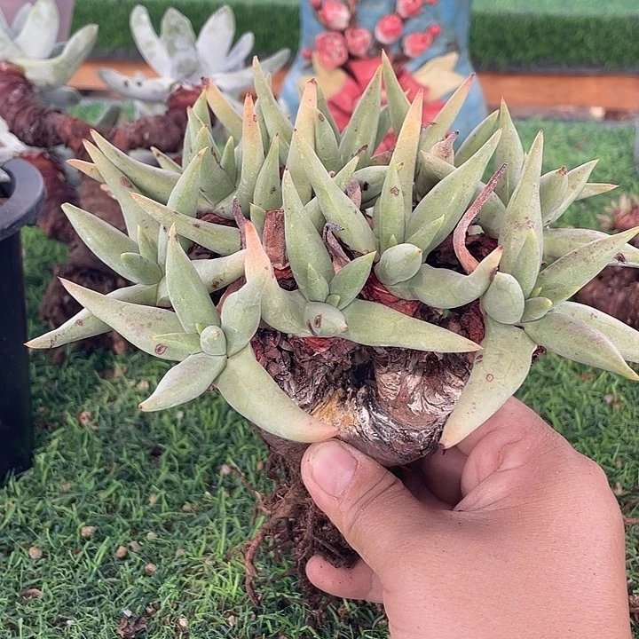 …***阿尔比粗桩福利款