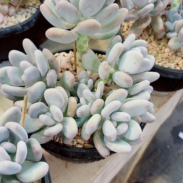 桃美人精品多肉盆栽