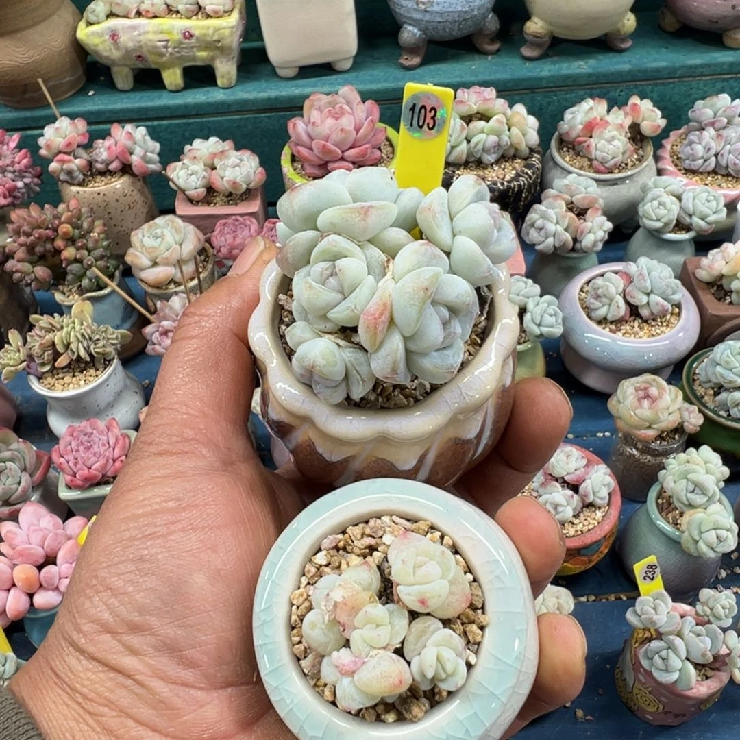 百***羹103号冰玉脱土发货