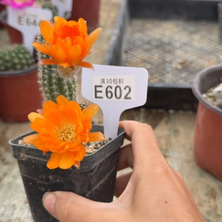 E602黄金微瑕白檀