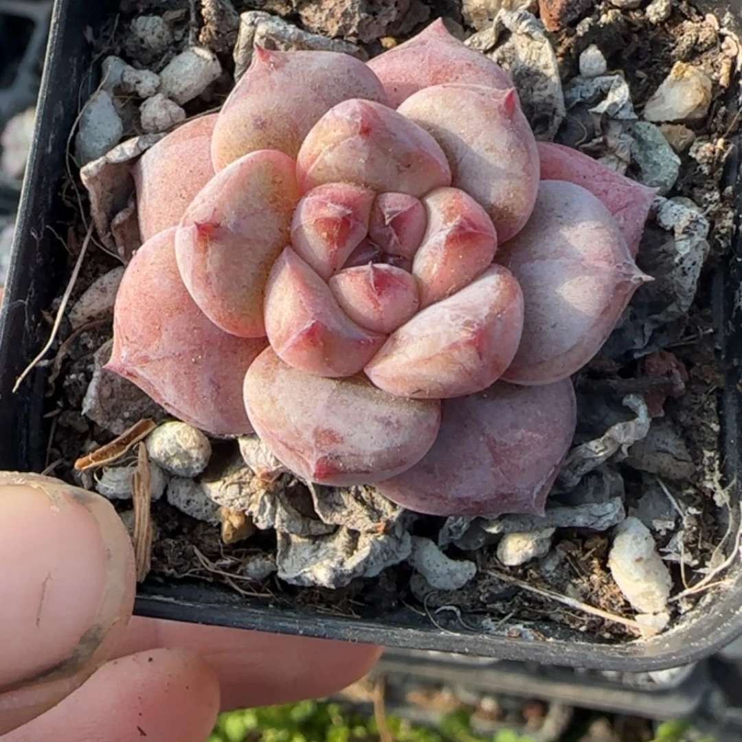 多肉小卡拉米糖心一物一拍