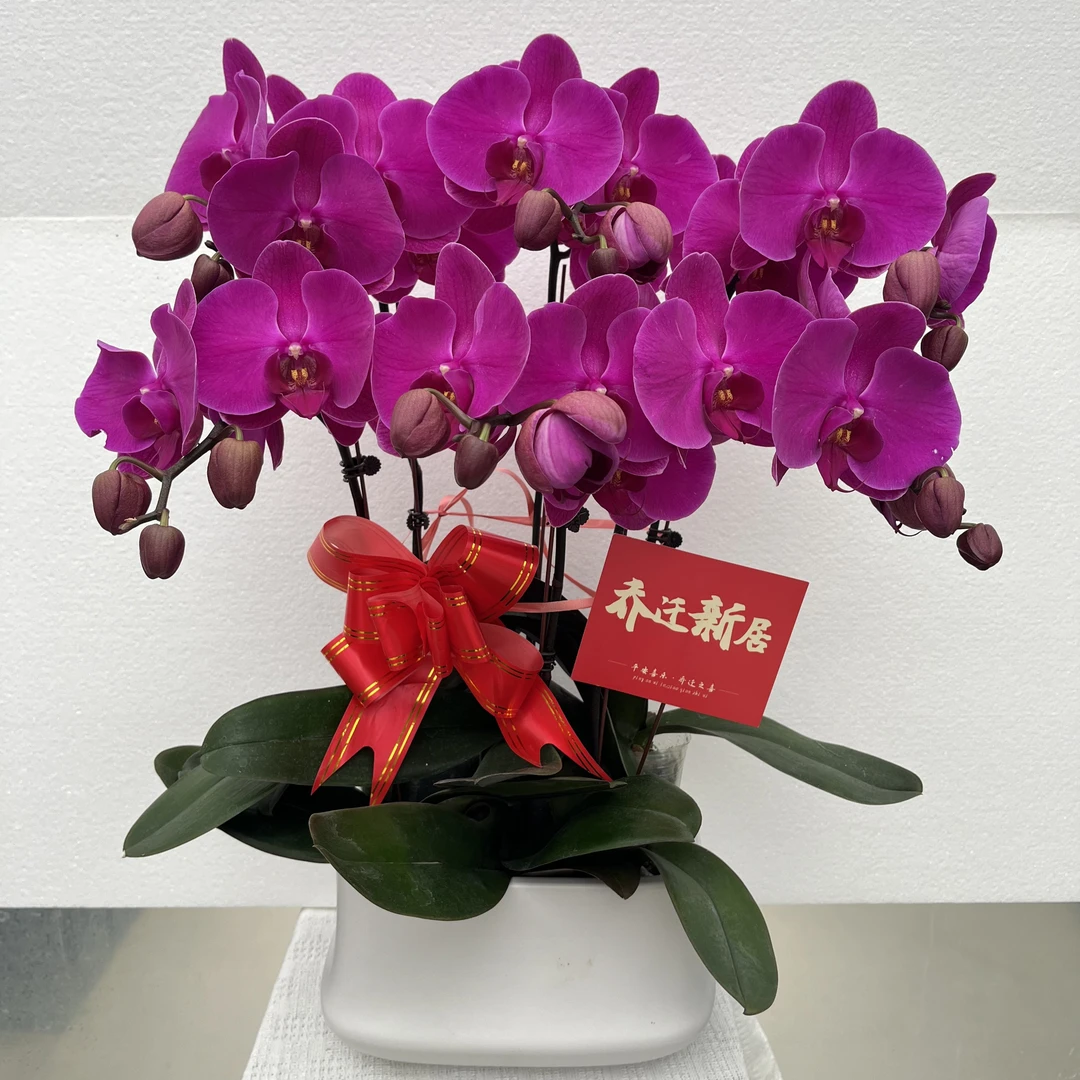 兰馨【红玛瑙1】 蝴蝶兰盆栽 室内花卉 花期长 好养活植株