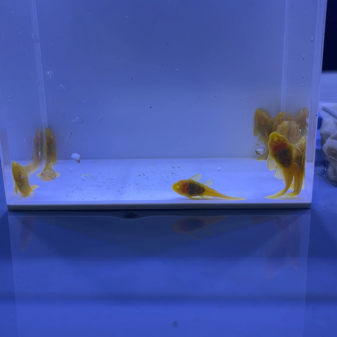 孔雀鱼胡子十条开箱视频报损