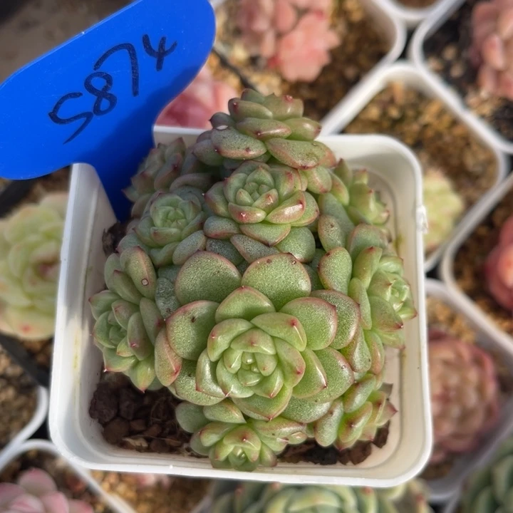 10头灯泡珍妮朵朵群5874