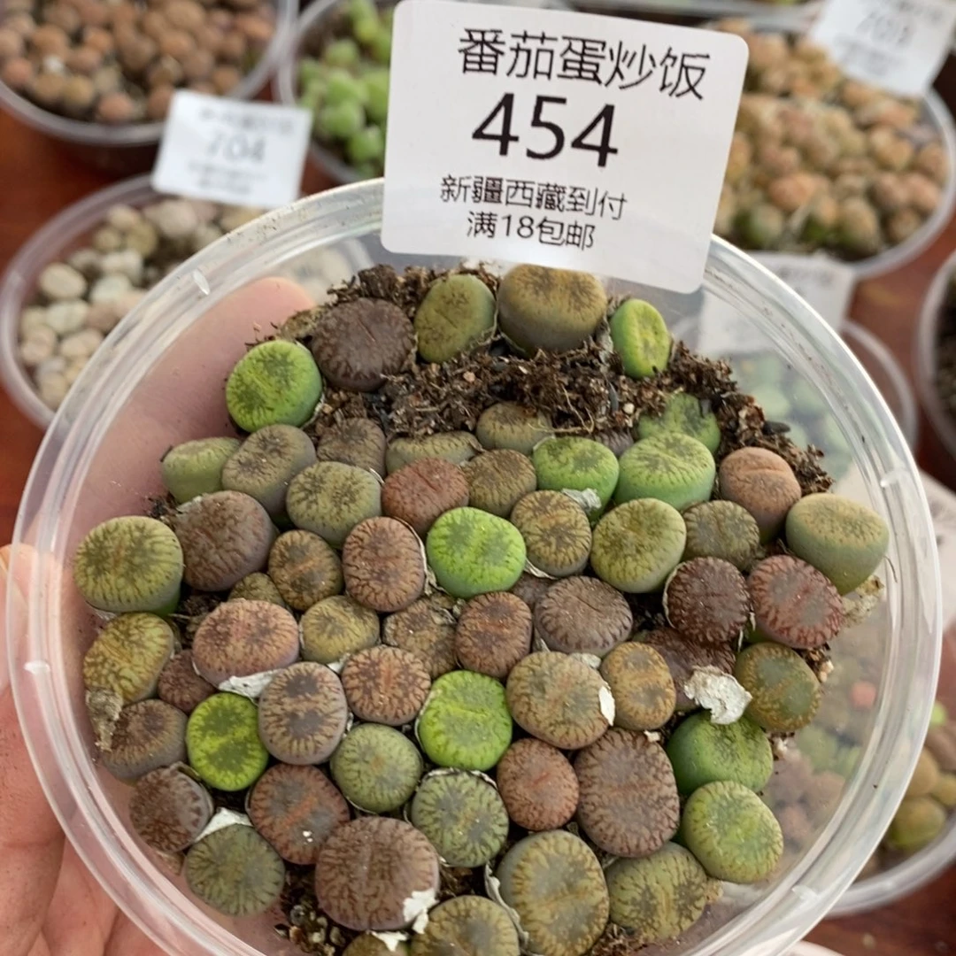 感谢您的支持，00454