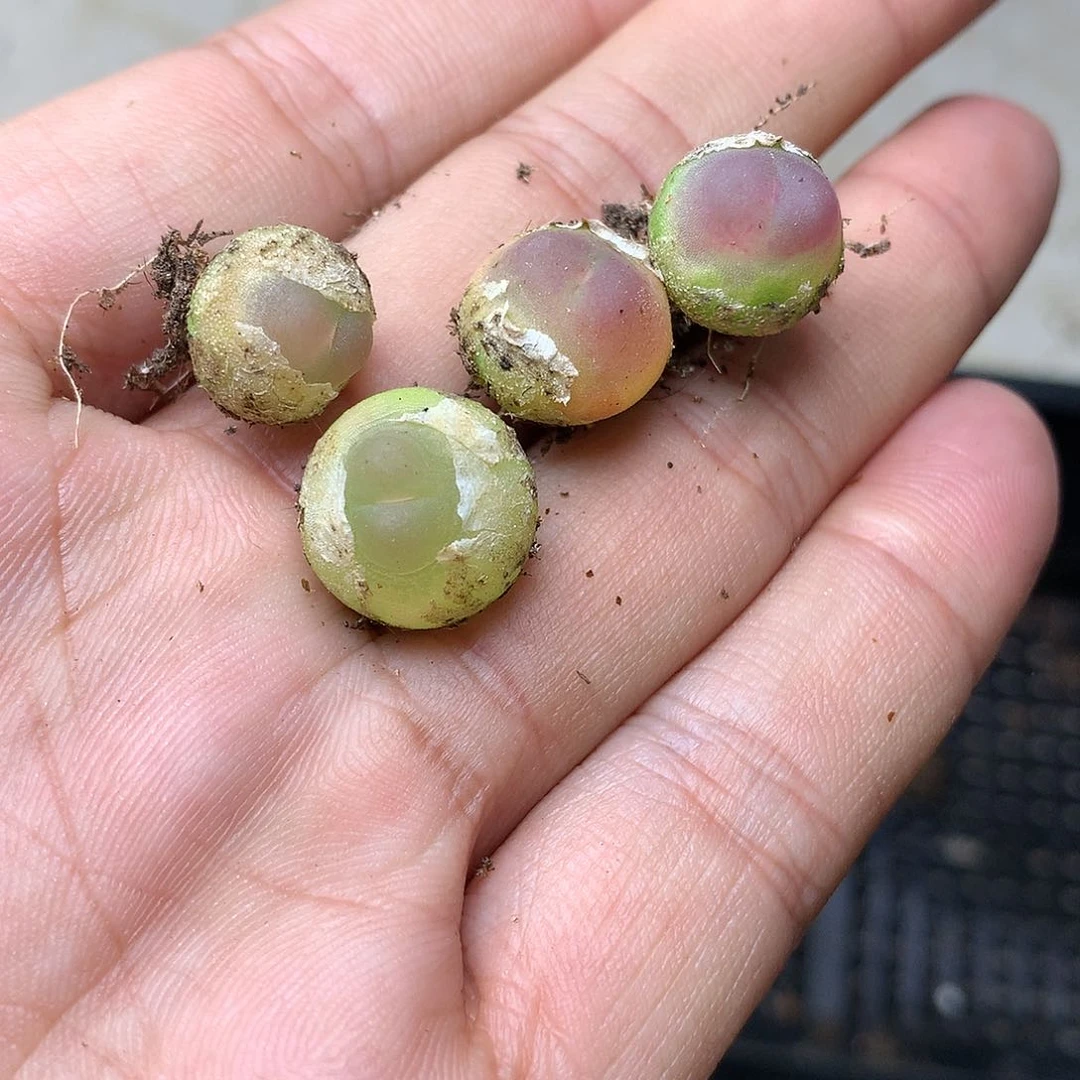 金***?B15多肉植物保护研究所