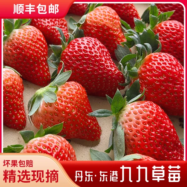 丹东99新鲜采摘当季水果红颜牛奶草莓小孩放心吃顺丰包邮坏果包赔
