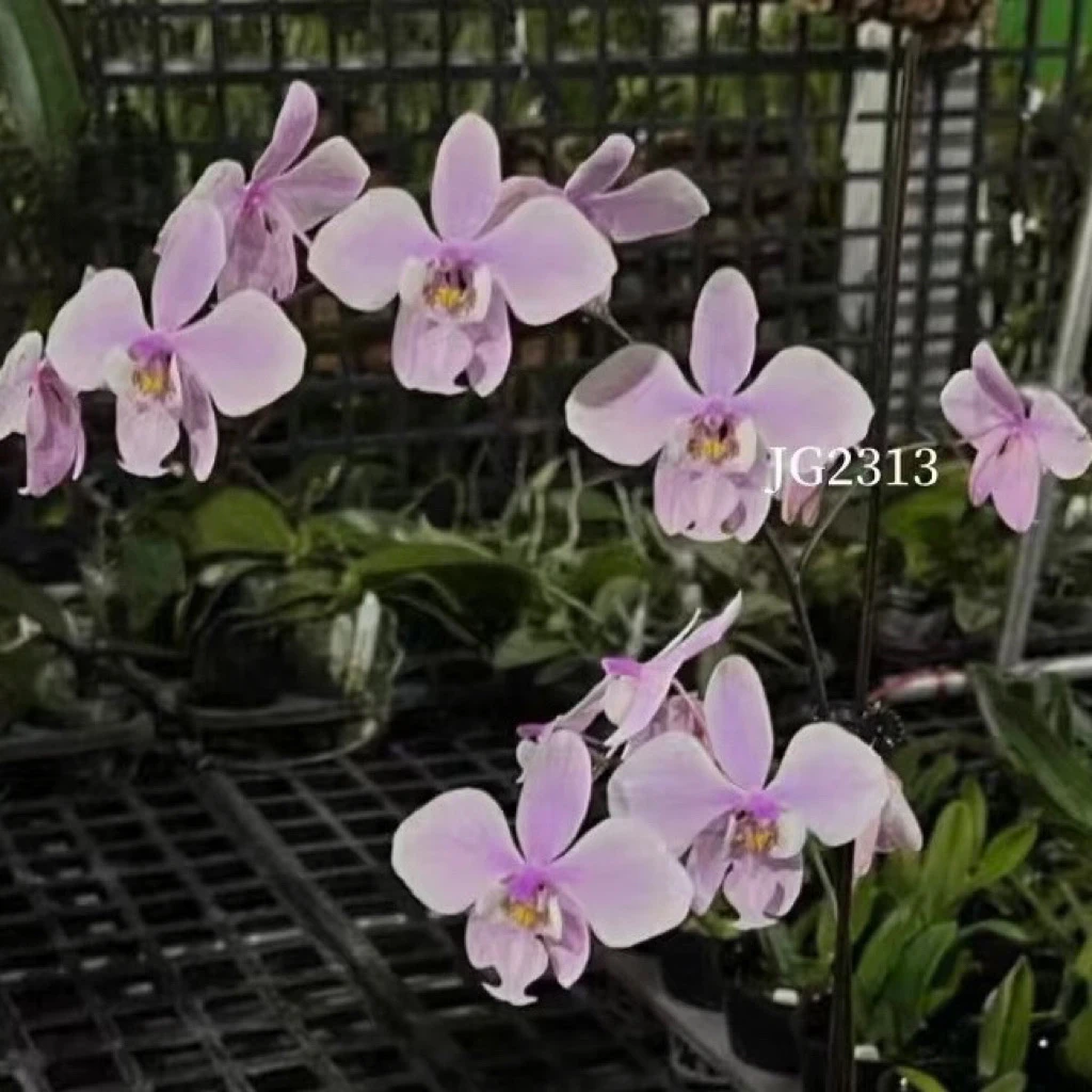 花农杰哥原生种西蕾丽蝴蝶兰玉兔