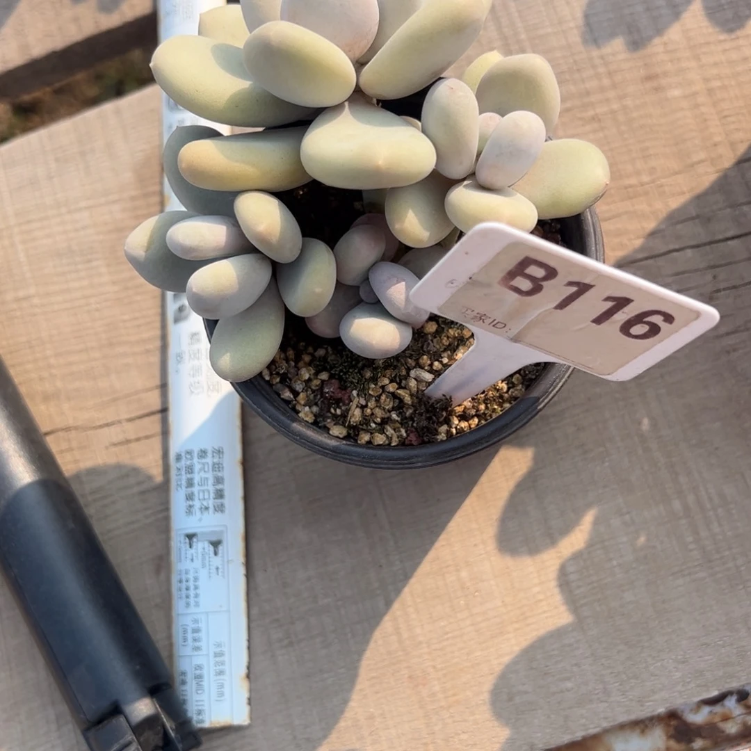 钱*b116多肉植物aaa