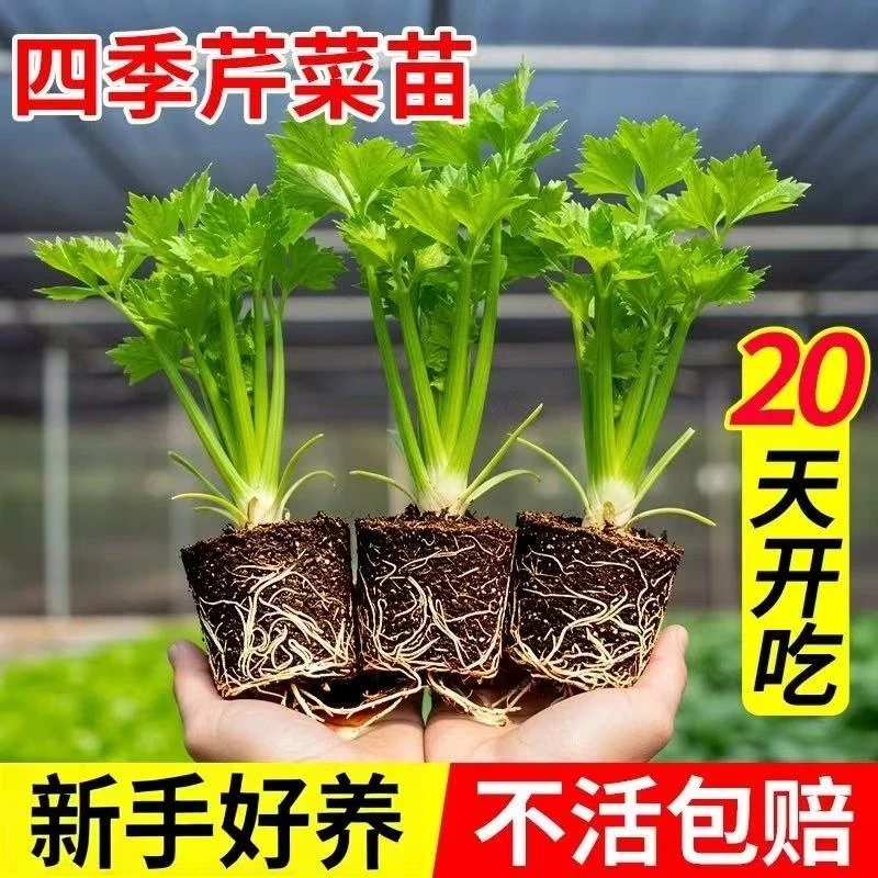 四季可种芹菜苗西芹苗小香芹苗阳台庭院盆栽蔬菜种苗