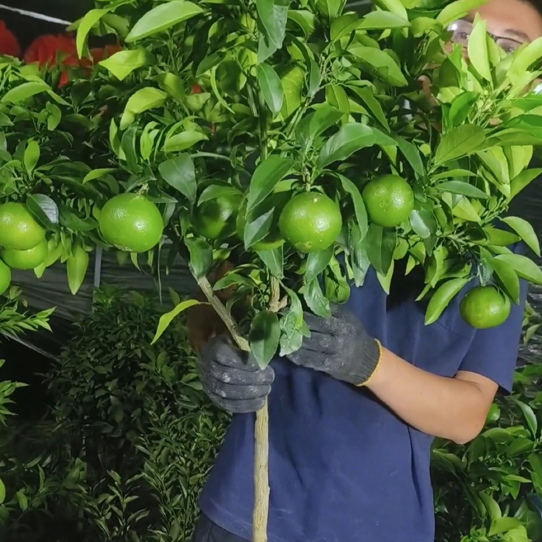 基地各种橘子苗种植盆栽地栽苗