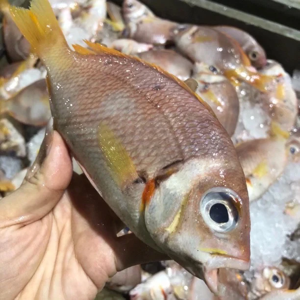 广东汕尾本港野生海捕菠萝鱼