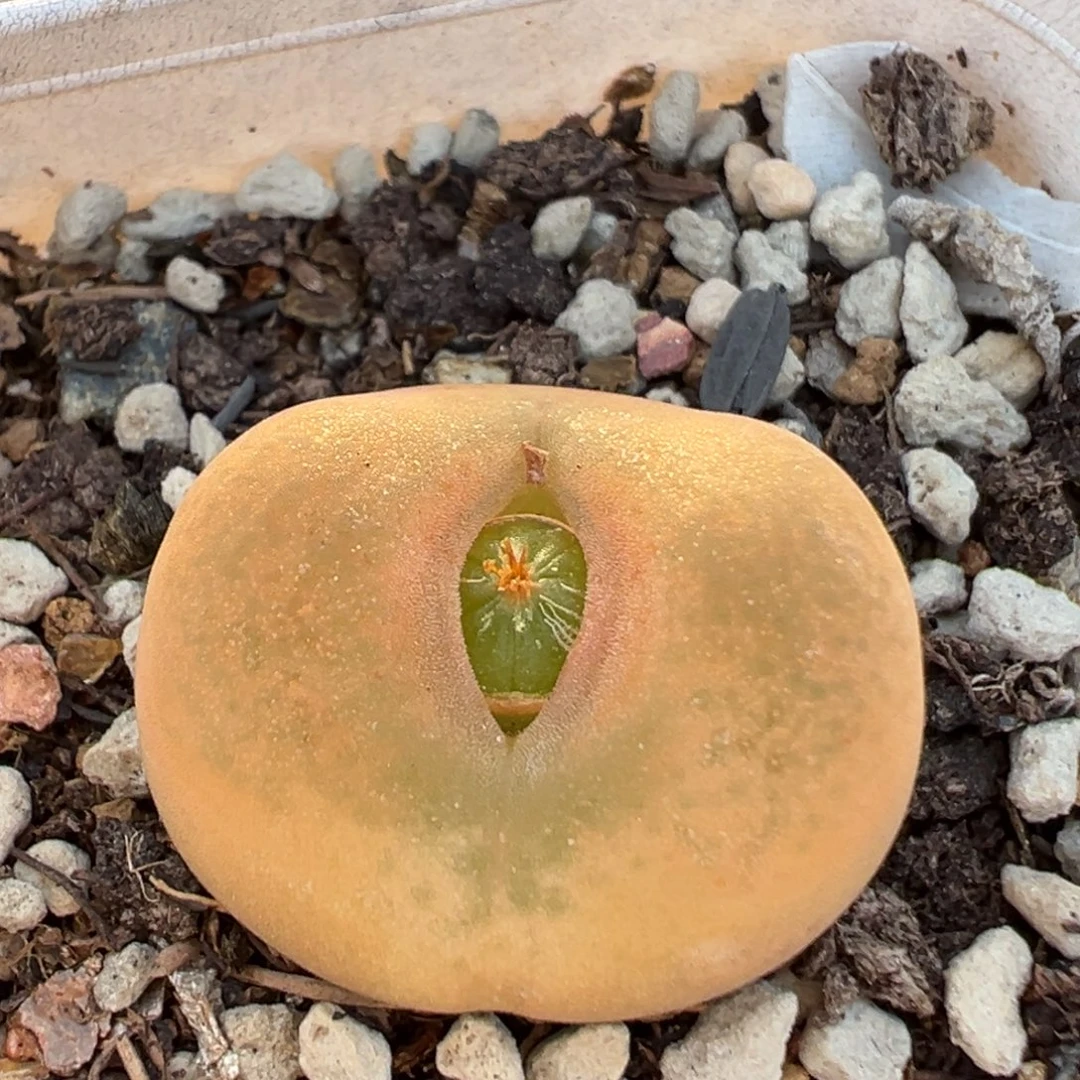 99多肉植物百科植物