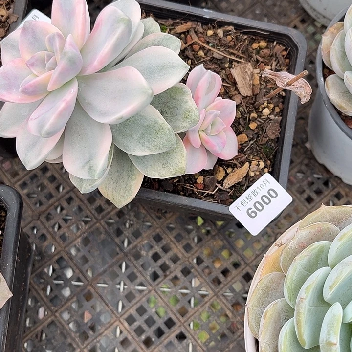 阿雅园艺。       6000紫乐锦