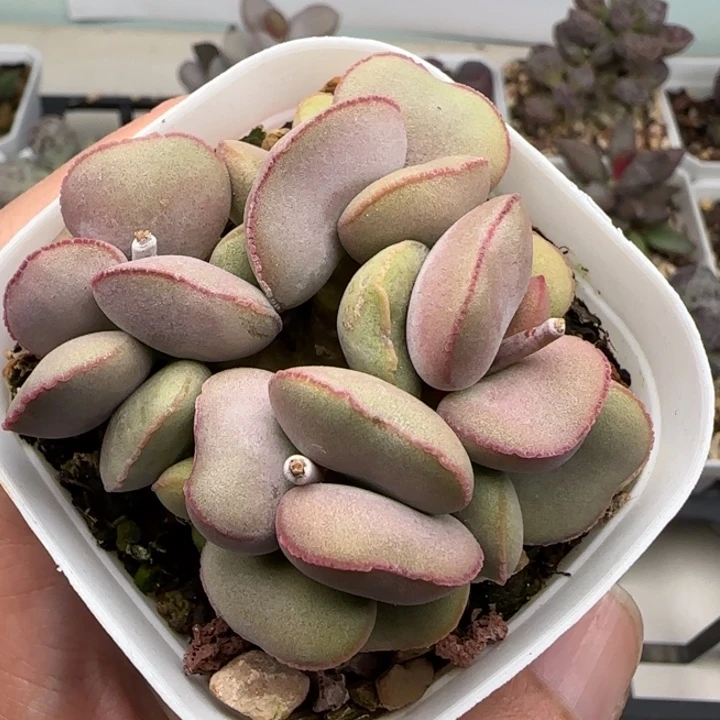 白肌红蛋水泡多肉