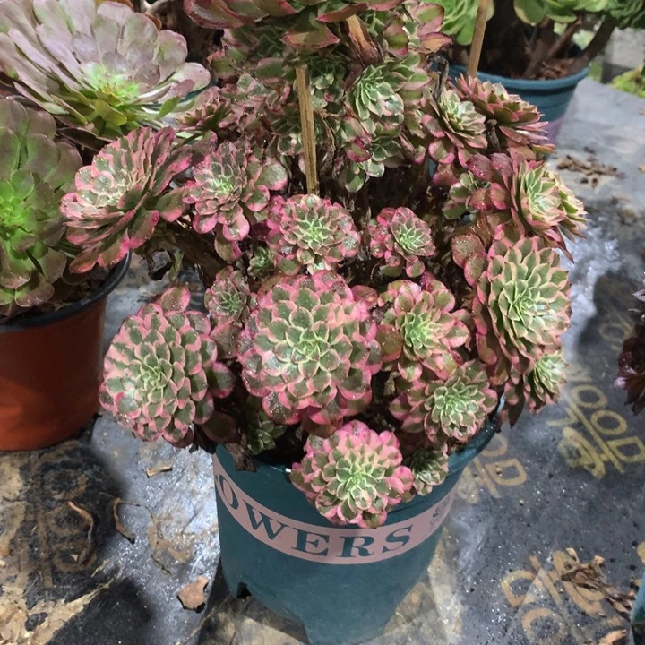 543霁月多肉植物特价