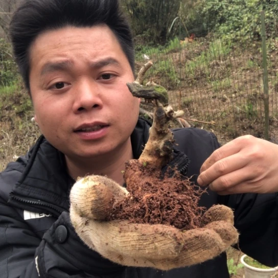 盆景素材盆栽绿植