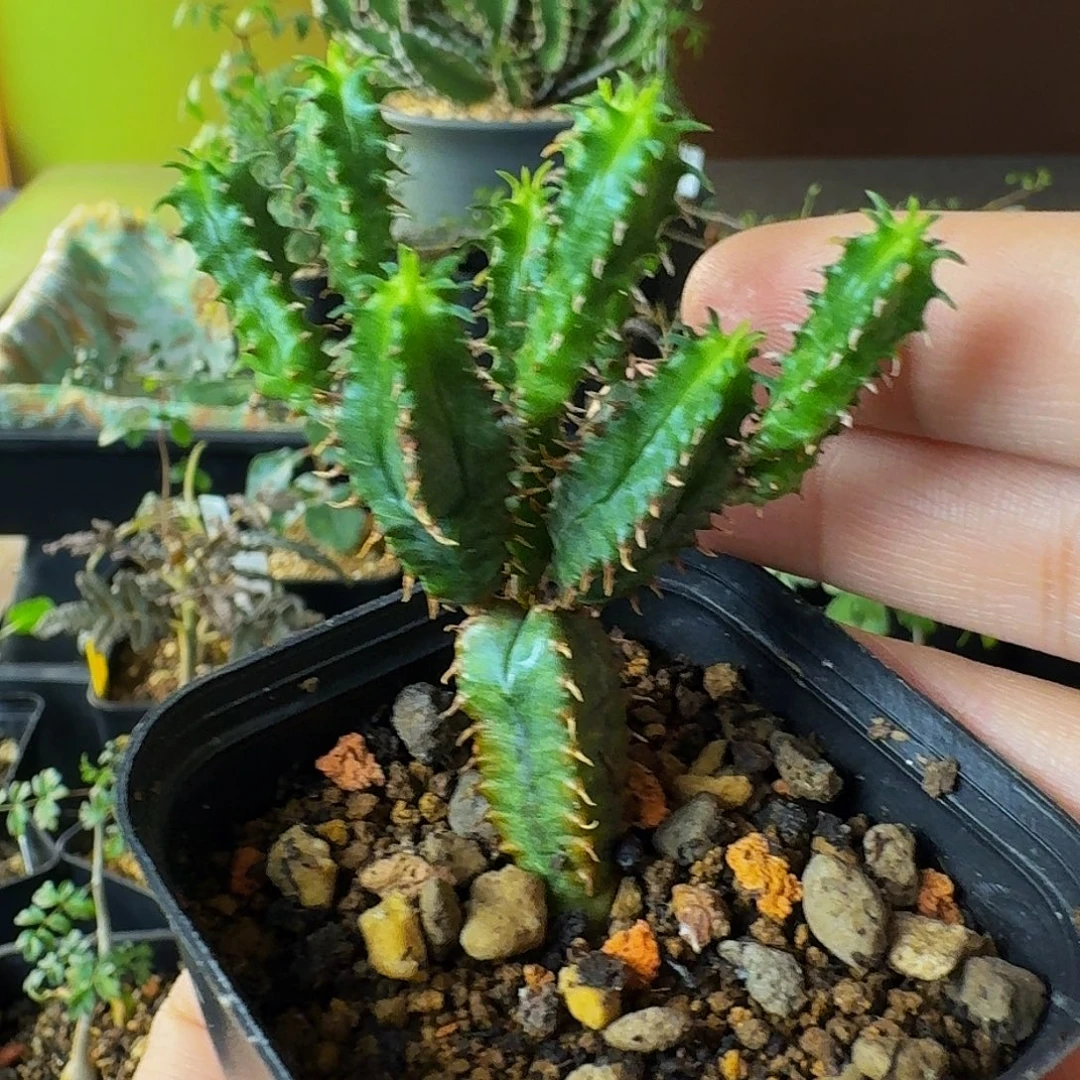 实生蛇神玉带盆土包邮干透浇透