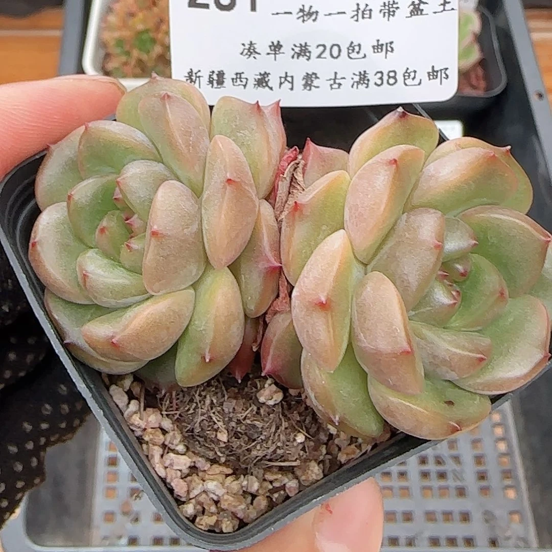 多肉0624-281晴川珍妮