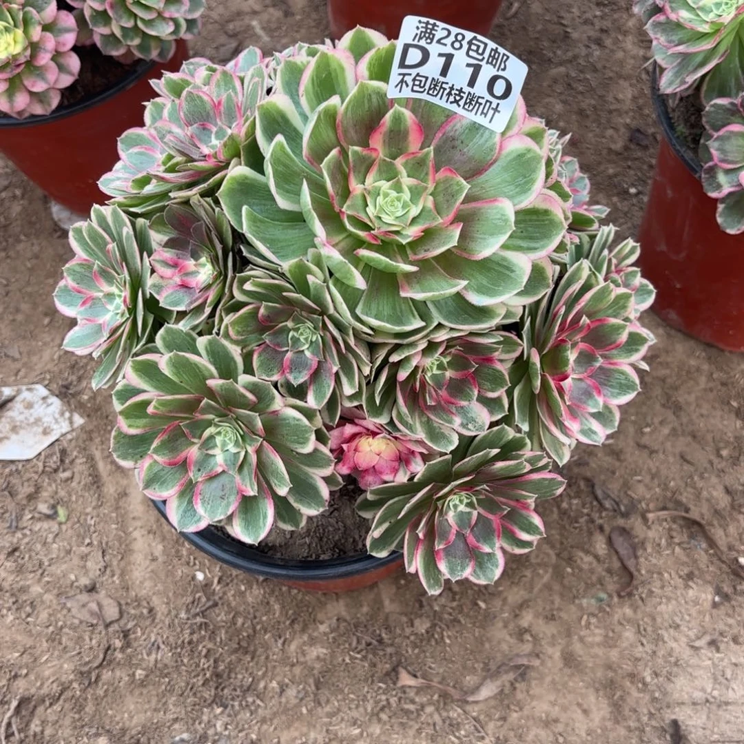 M. 110孔雀翎多肉1？cad