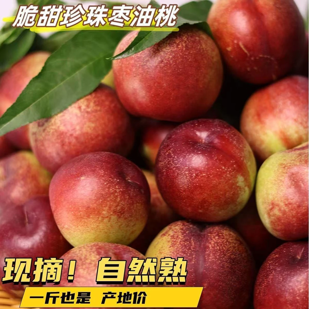 露天头茬【珍珠枣油桃】白肉油桃，新鲜采摘脆甜多汁带箱5斤