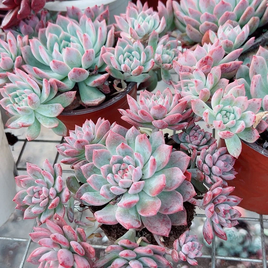 霜花多头造型精品特价