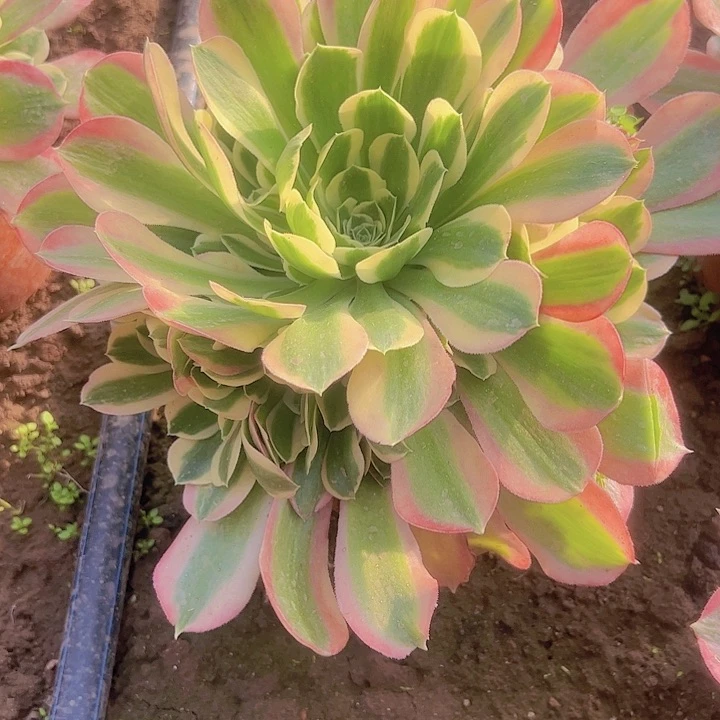 雨花石一颗包邮福利