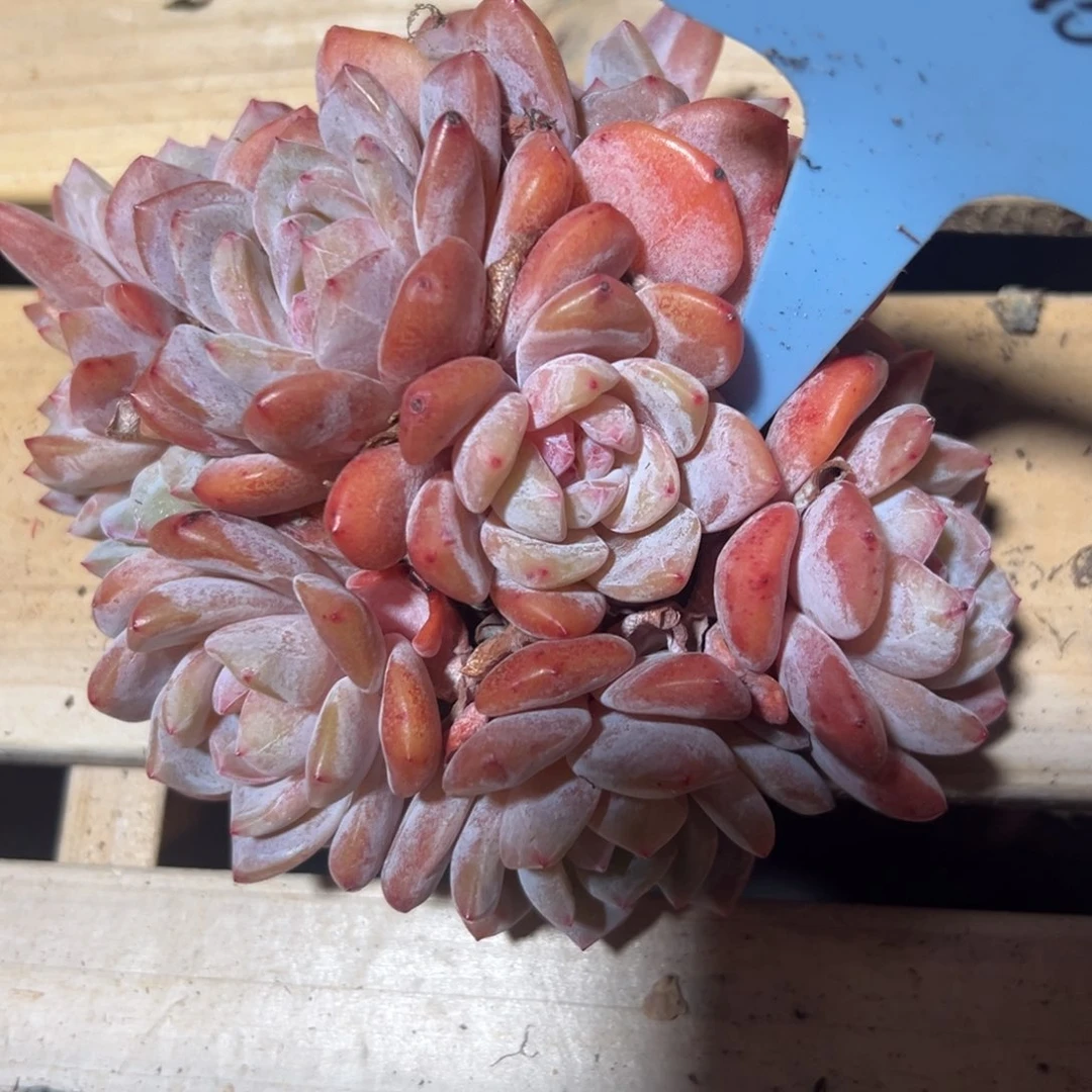 钢****歌350114-15橙子微瑕