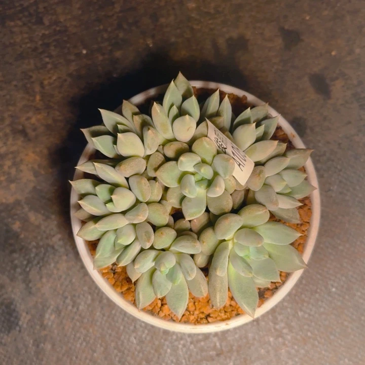 A105福利11111111111