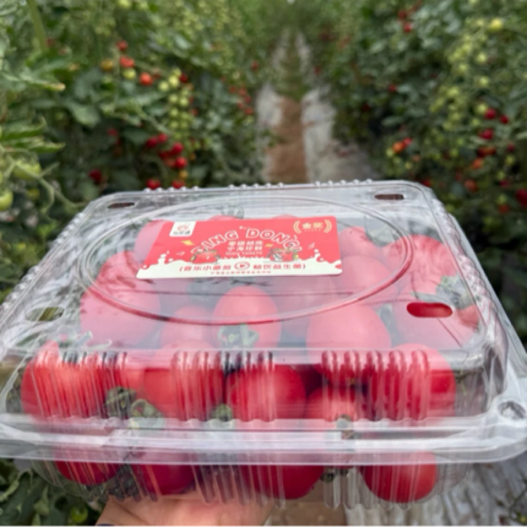 【仅限宁波】新鲜音乐小番茄2斤盒装主城区免配送（宁波市外不发）