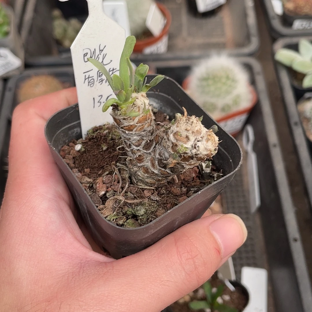 604刨花厚盾菊（满18包邮）