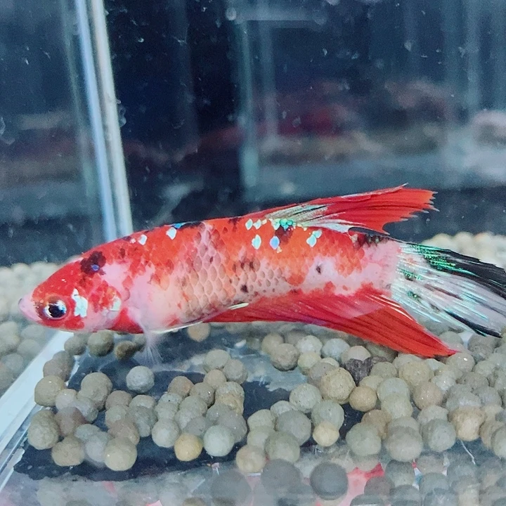 钓***鱼斗鱼蓝20号巨斗母