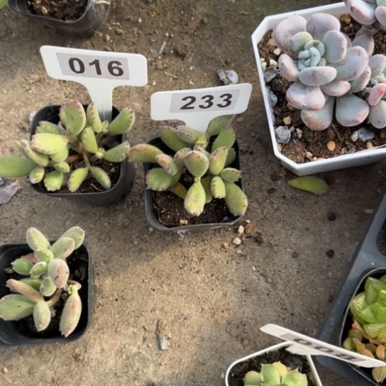 班***福233和16白熊两颗多肉