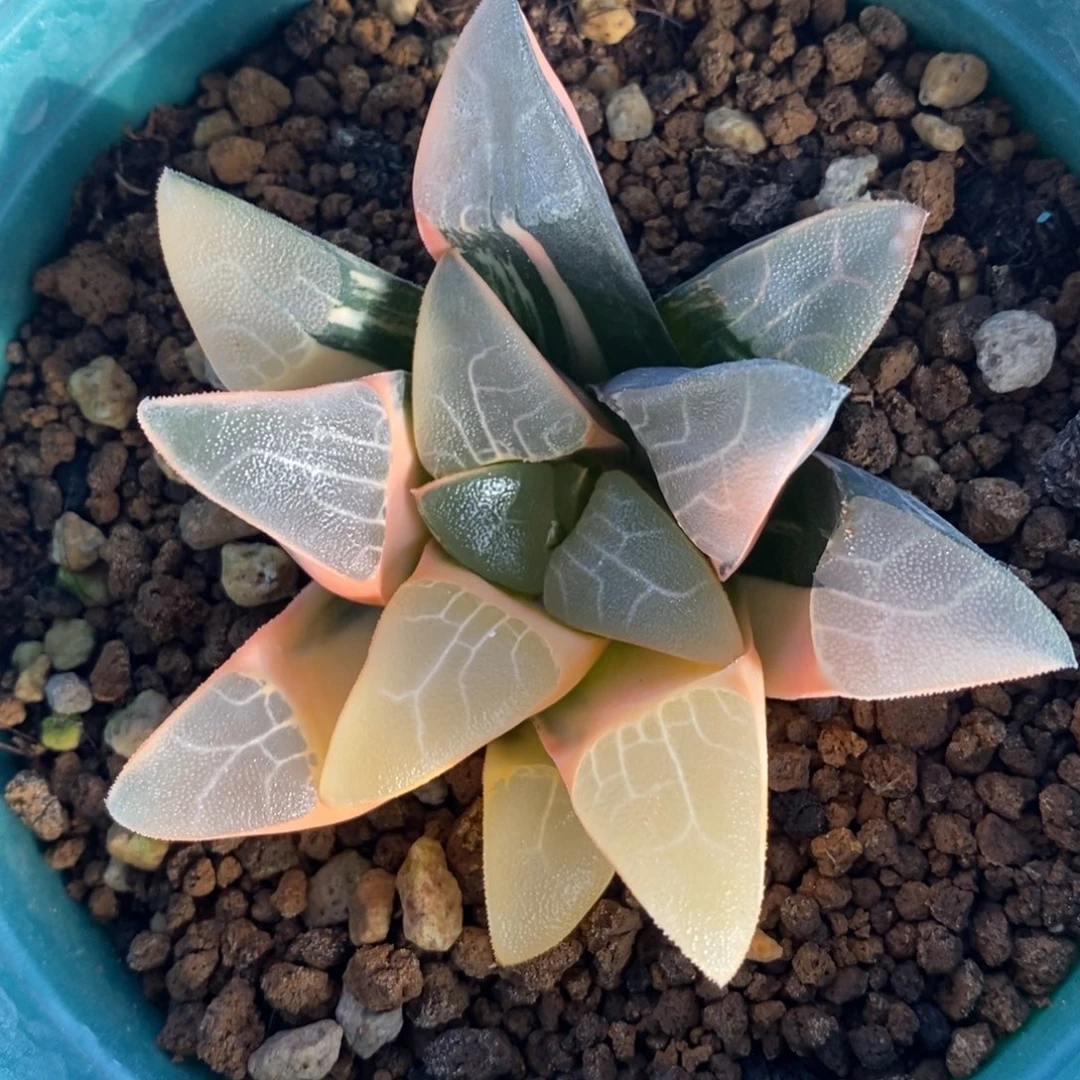 实生大克锦一颗。