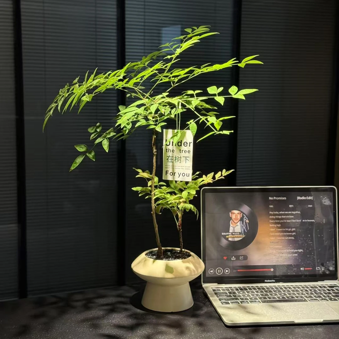 大南天竹室内客厅大型绿植欧式好养阳台植物盆景