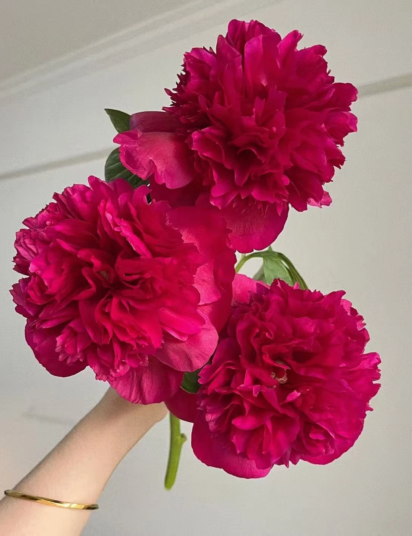 【现货名品戴安娜】花神芍药客厅日常养花质感高级氛围感鲜花