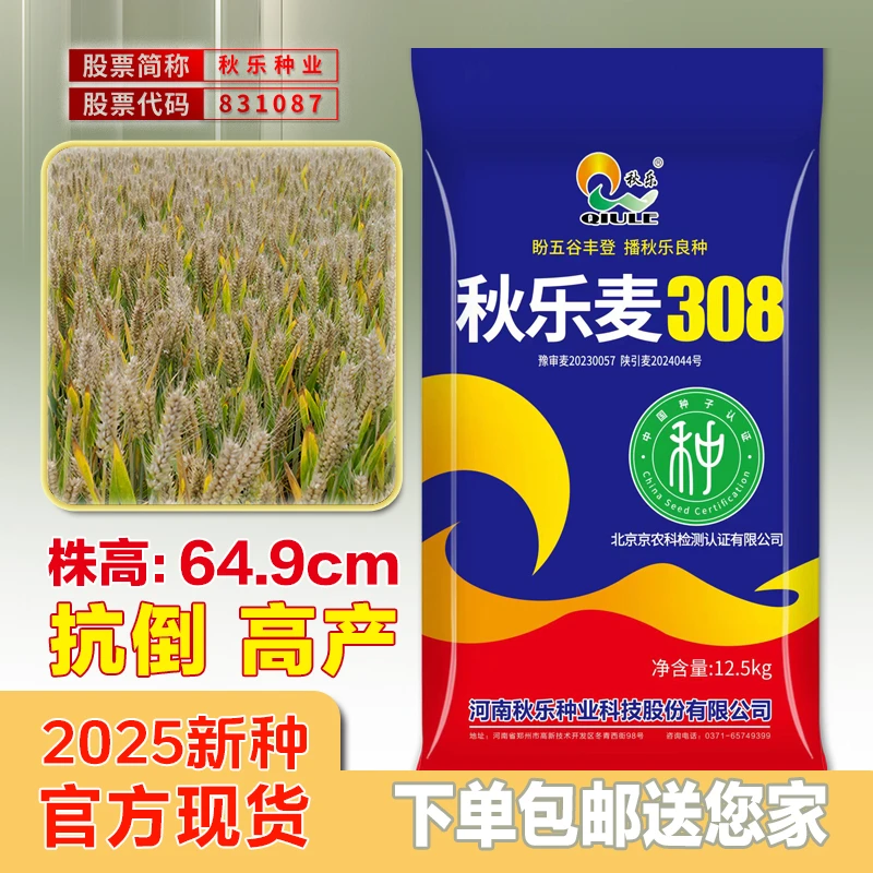 秋乐【秋乐麦308】矮杆抗倒大穗小麦种抗病性强好抗倒春寒早熟种业