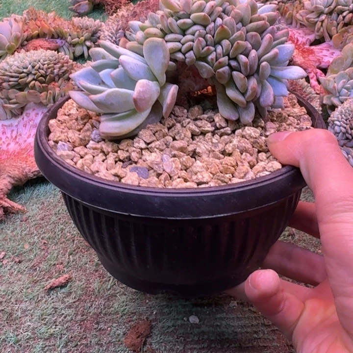 星影树缀无砍多肉