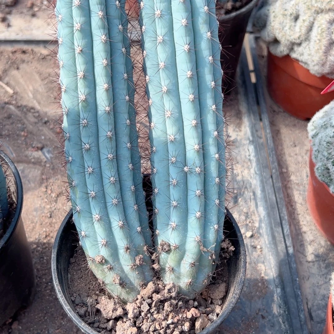 颜***涵零零落落 零零落落